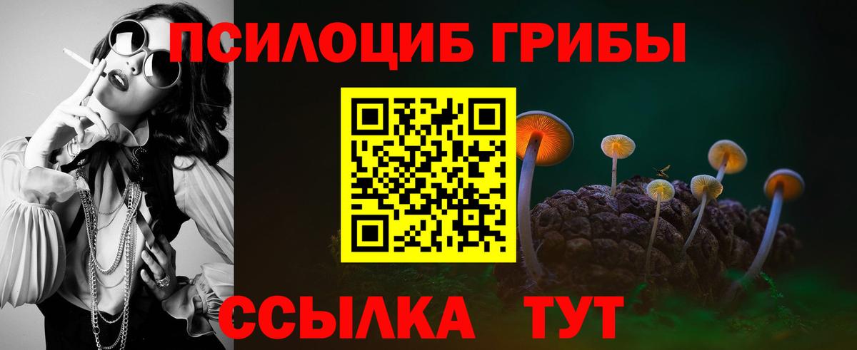 купить   Вход с VPN  Медногорск  Псилоцибиновые грибы Cubensis 